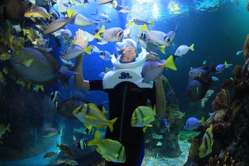 Qué incluye mi entrada al Acuario Interactivo de Cancún?